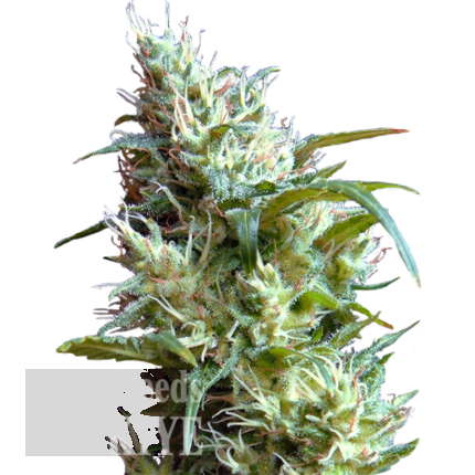 White Lavender feminised Ganja Seeds