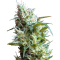 White Lavender feminised Ganja Seeds Elit kenevir çeşidi tohumları