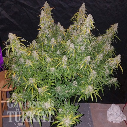 White Lavender feminised Ganja Seeds