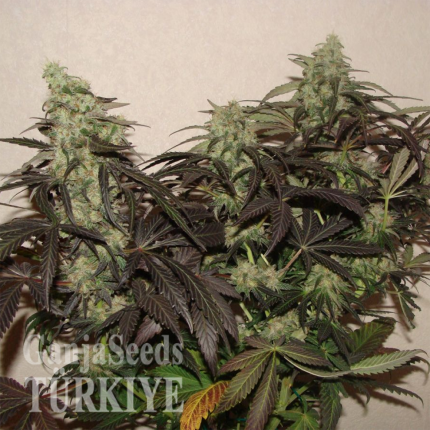 White Lavender feminised Ganja Seeds