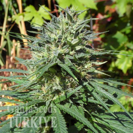 White Lavender feminised Ganja Seeds