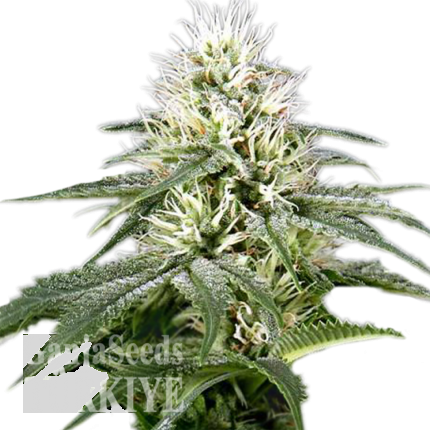 White Lavender feminised Ganja Seeds