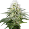 Ankara’da White Lavender feminised Ganja Seeds kenevir tohumu