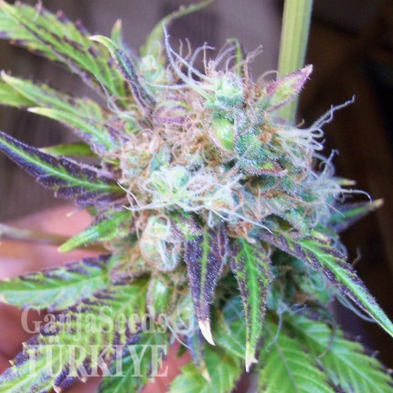 White Lavender feminised Ganja Seeds