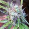 İzmir’de White Lavender feminised Ganja Seeds kenevir tohumu