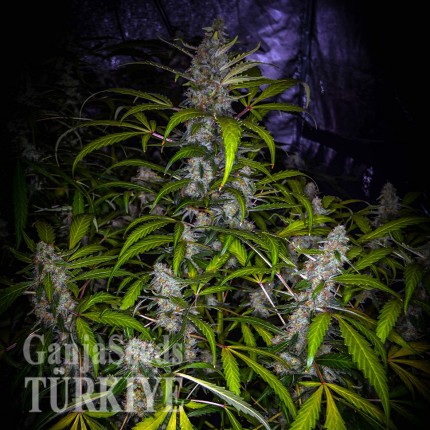 White Lavender feminised Ganja Seeds