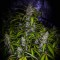 Antalya’da White Lavender feminised Ganja Seeds kenevir tohumu