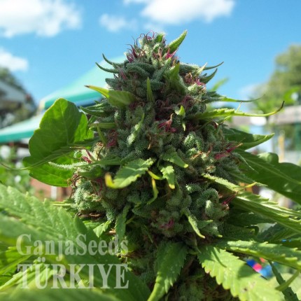 White Lavender feminised Ganja Seeds