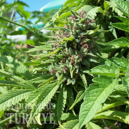 White Lavender feminised Ganja Seeds