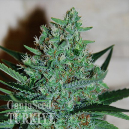 White Lavender feminised Ganja Seeds