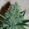 Adana’da White Lavender feminised Ganja Seeds kenevir tohumu