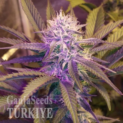 White Lavender feminised Ganja Seeds