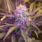 Aydın’da White Lavender feminised Ganja Seeds kenevir tohumu