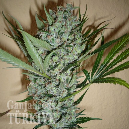 White Lavender feminised Ganja Seeds