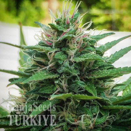 White Lavender feminised Ganja Seeds