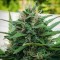 Hatay’da White Lavender feminised Ganja Seeds kenevir tohumu