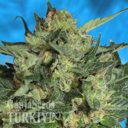 Auto White Russian feminised Ganja Seeds