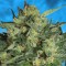 Auto White Russian feminised Ganja Seeds