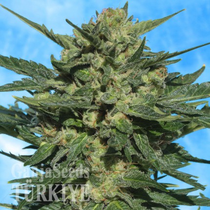 Auto White Russian feminised Ganja Seeds