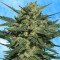 Auto White Russian feminised Ganja Seeds