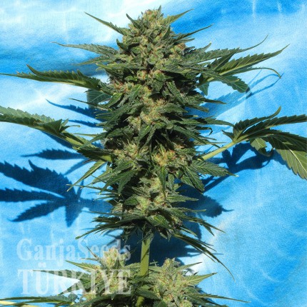 Auto White Russian feminised Ganja Seeds