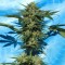 Auto White Russian feminised Ganja Seeds