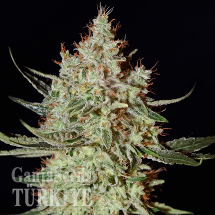 K-Train feminised Ganja Seeds