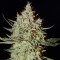 K-Train feminised Ganja Seeds