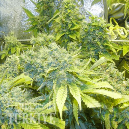 K-Train feminised Ganja Seeds