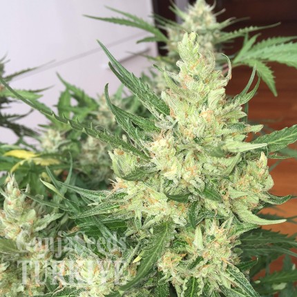 Auto Cheese feminised Ganja Seeds