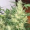 Auto Cheese feminised Ganja Seeds Yüksek verimli kenevir tohumları