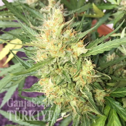 Auto Cheese feminised Ganja Seeds