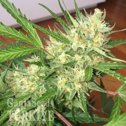 Auto Cheese feminised Ganja Seeds