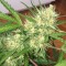 Auto Cheese feminised Ganja Seeds Orijinal ambalajda kenevir tohumları