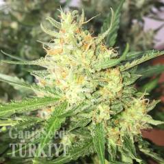 Auto Cheese feminised Ganja Seeds