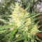 Auto Cheese feminised Ganja Seeds Ucuz kenevir tohumu fiyatları