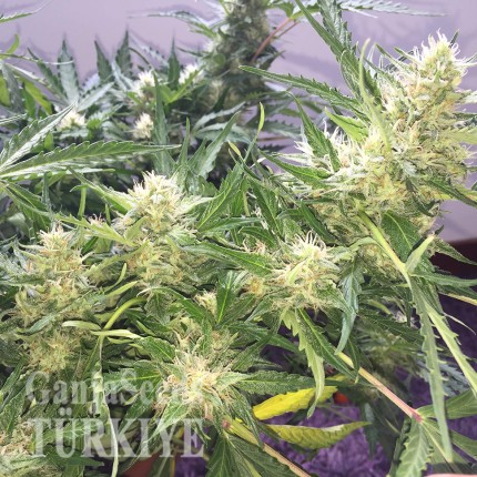 Auto Cheese feminised Ganja Seeds