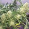 Auto Cheese feminised Ganja Seeds Güçlü kenevir tohumları