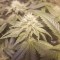Auto Lemon feminised Ganja Seeds Acemiler için kenevir tohumları