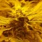 Auto Lemon feminised Ganja Seeds Tıbbi kenevir tohumları