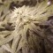 Auto Lemon feminised Ganja Seeds Tıbbi sınıf kenevir çeşidi tohumları