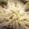 Auto Lemon feminised Ganja Seeds Elit kenevir çeşidi tohumları
