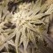 Auto Lemon feminised Ganja Seeds Otoçiçeklenen kenevir tohumları