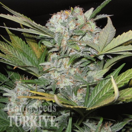 Auto Fast Bud feminised Ganja Seeds