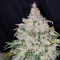 Türkiye’de Auto Fast Bud feminised Ganja Seeds kenevir tohumu