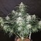 İstanbul’da  Auto Fast Bud feminised Ganja Seeds kenevir tohumu