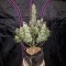 Diyarbakır’da  Auto Fast Bud feminised Ganja Seeds kenevir tohumu