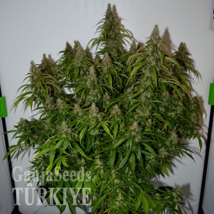 Auto Big Bud feminised Ganja Seeds