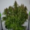 Auto Big Bud feminised Ganja Seeds