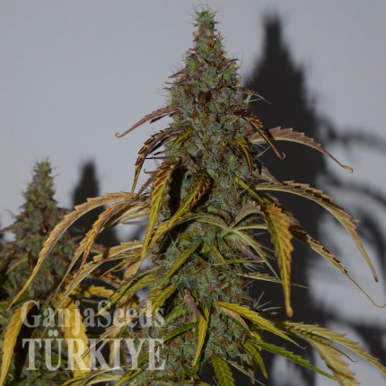 Auto Big Bud feminised Ganja Seeds